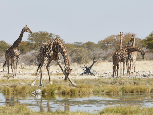 Angola-Gallery