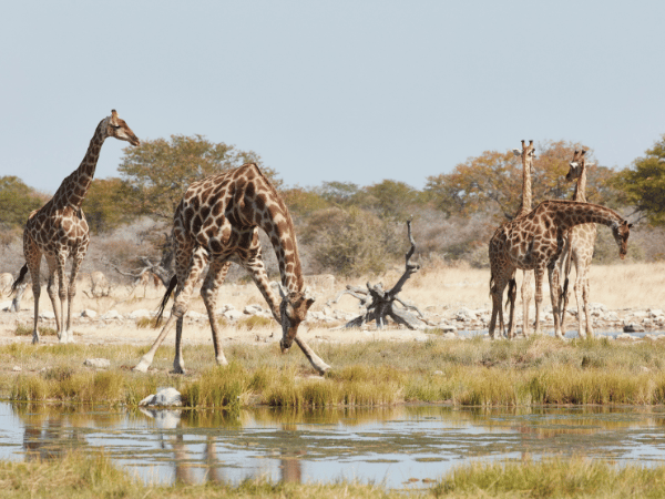 Herd of Angolan giraffes (Giraffa giraffa angolensis) drinking at a waterhole, highlighting wildlife safaris in Angola for DMCs