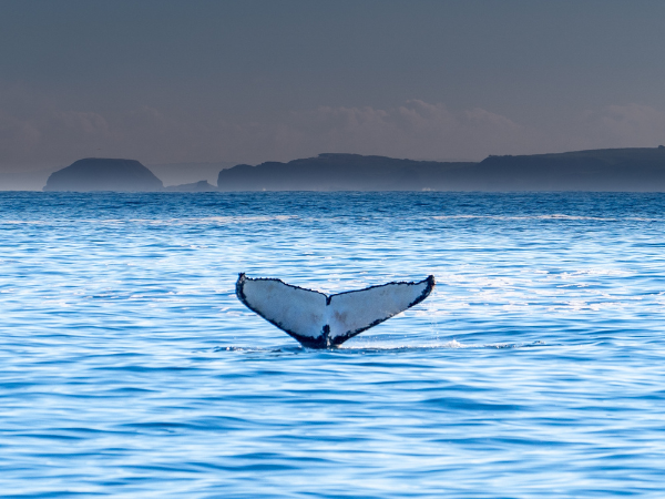 Antarctica-Gallery