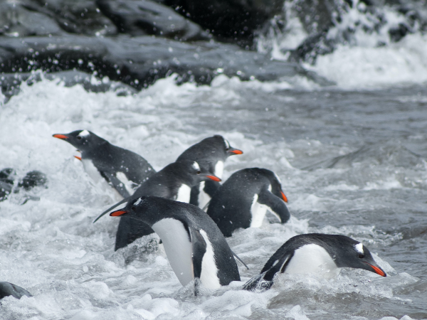 Antarctica-Gallery