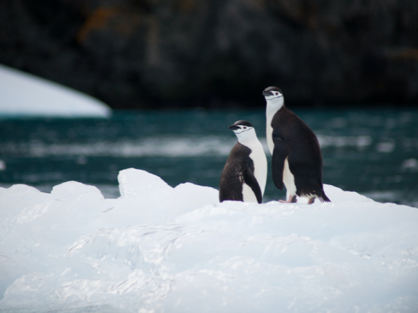 Antarctica-Gallery