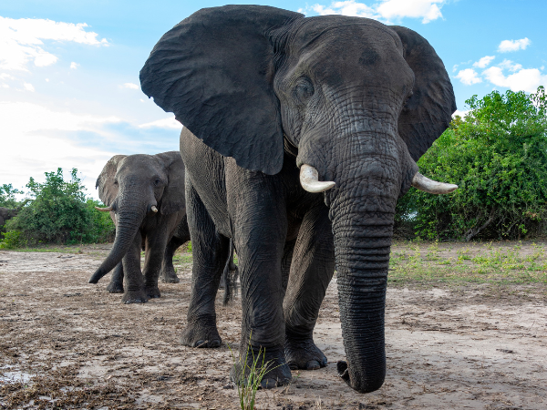 Botswana Gallery
