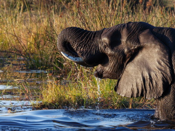Botswana Gallery