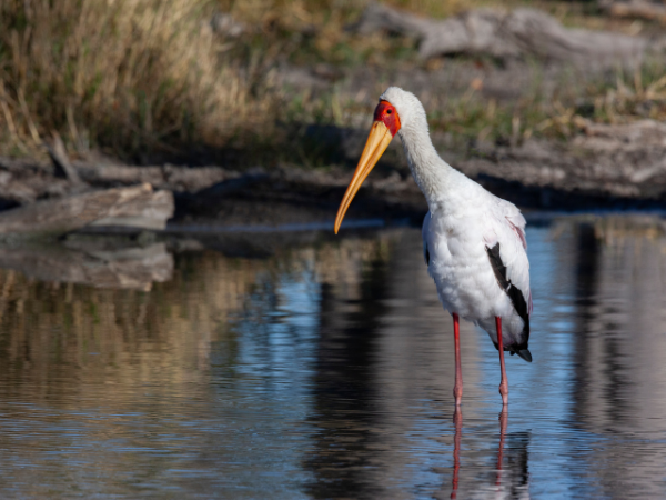 Botswana Gallery