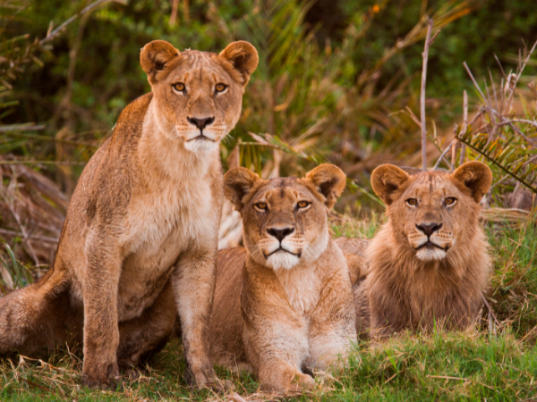 Botswana Gallery