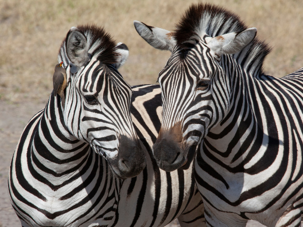 Botswana Gallery
