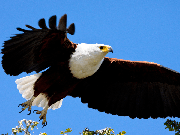 African fish eagle spotted on birdwatching safari by DMC in Botswana