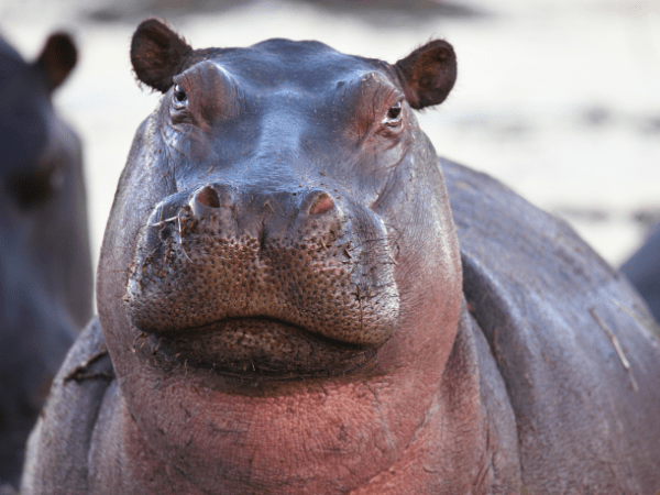Hippopotamus in the wild during safari organized by DMC in Botswana