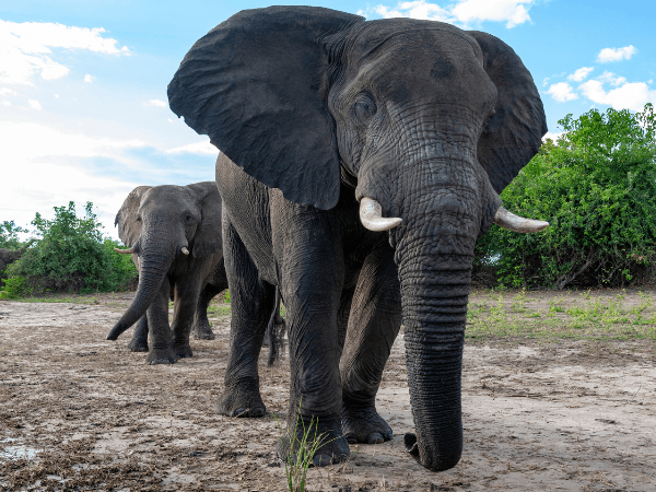 Elephants on safari organized by a DMC in Botswana wildlife tour