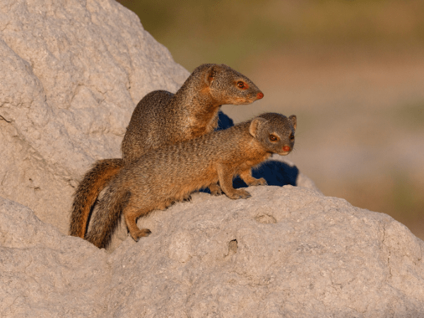 Mongooses spotted on guided safari with DMC in Botswana