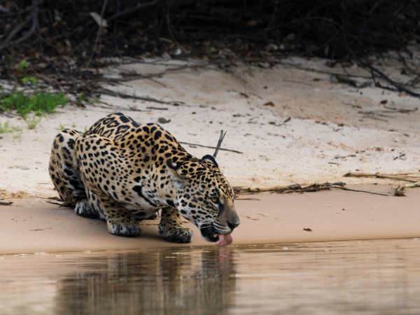  A jaguar drinking from a river in the Pantanal, one of Brazil’s top wildlife destinations, expertly guided by a DMC in Brazil.