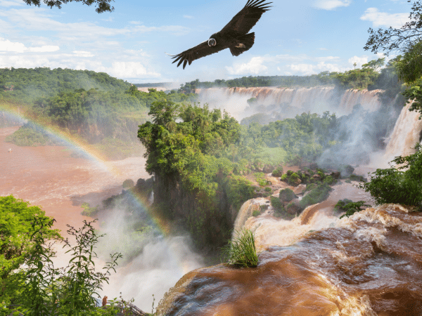 From breathtaking waterfalls to diverse wildlife, a DMC in Brazil curates unforgettable journeys—this image of an Andean condor at Iguazu Falls highlights the country’s natural wonders.