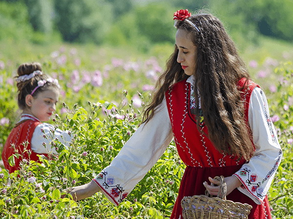 Bulgarian women harvesting roses during the Rose Festival, an authentic experience organized by a DMC in Bulgaria.