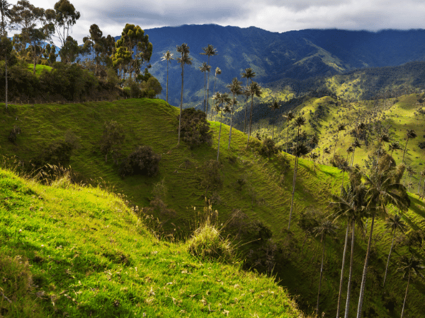 Green mountain landscape of the Cocora Valley ideal for nature retreats and team building with a DMC in Colombia
