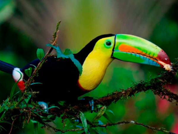Costa Rica