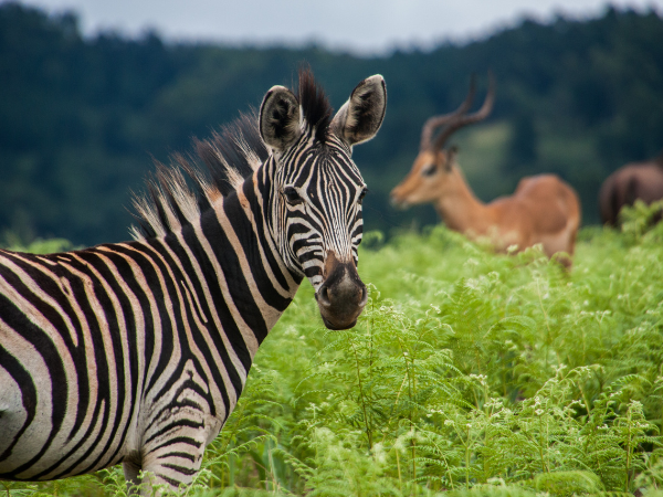 Eswatini-Swaziland-Gallery