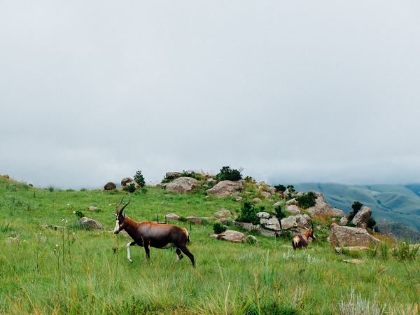 Eswatini-Swaziland-Gallery