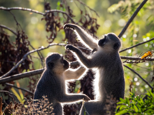 Eswatini-Swaziland-Gallery