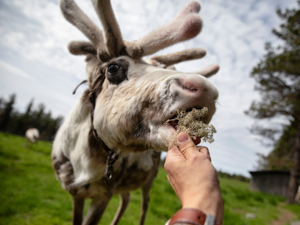 DMC in Finland provides authentic encounters with reindeer, a must-try activity in Lapland.