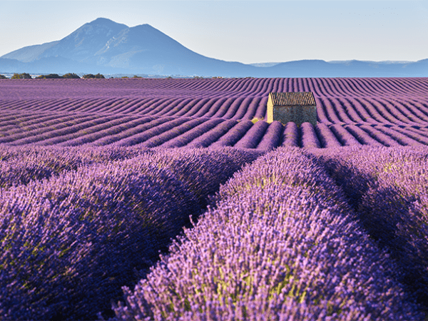 Iconic lavender fields in bloom, a France DMC cultural tour