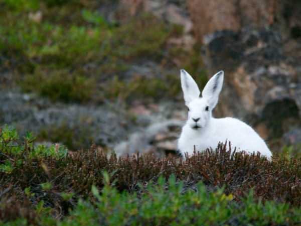 Explore Greenland