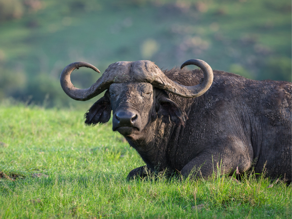  An African buffalo roaming the savannah, a breathtaking wildlife encounter arranged by a DMC in Kenya.