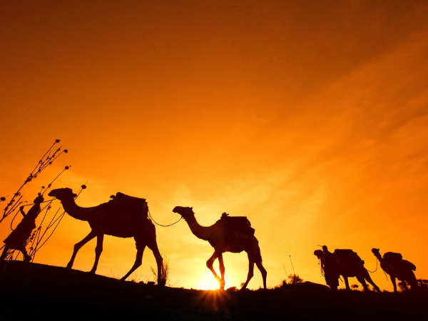 A unique camel safari experience at Sabuk, Kenya, offering a traditional journey through the wild with a DMC in Kenya.