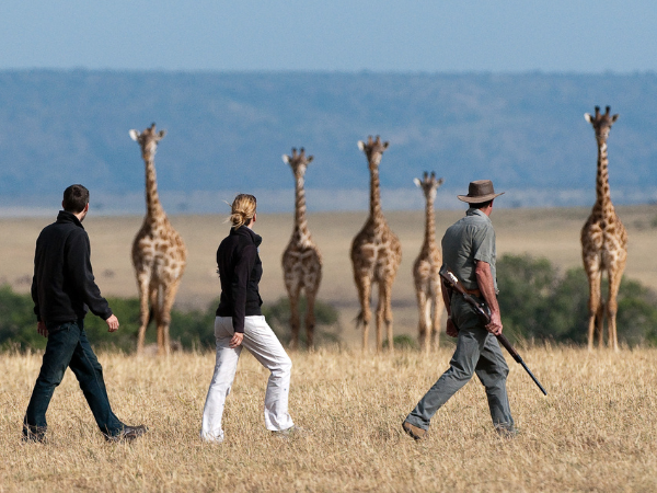 A guided walking safari at Mara Plains Camp, Kenya, providing close-up wildlife encounters with a DMC in Kenya.