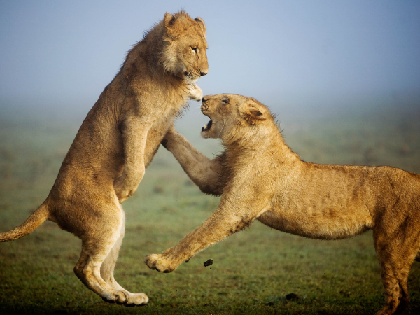 Majestic lions in the Masai Mara, Kenya, a must-see wildlife spectacle planned by a DMC in Kenya.