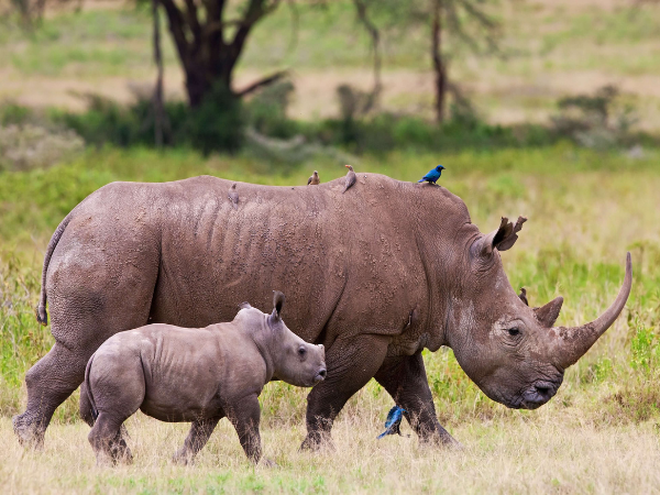 Rhinos in Nakuru National Park, Kenya, a rare and thrilling wildlife experience with a DMC in Kenya.