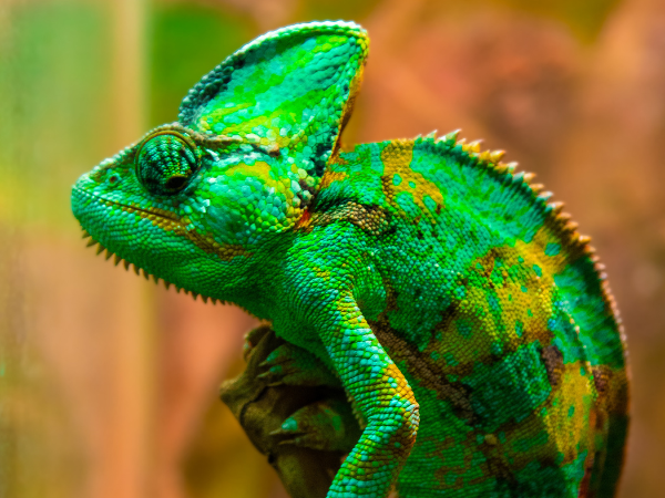Madagascar-Gallery