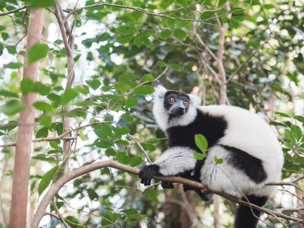 Madagascar-Gallery