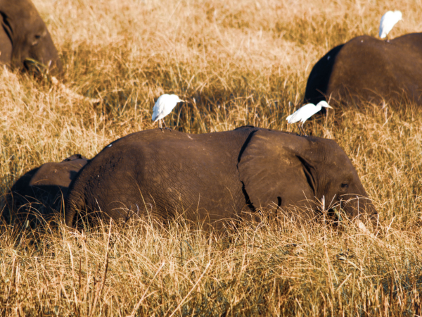 Mozambique-Gallery