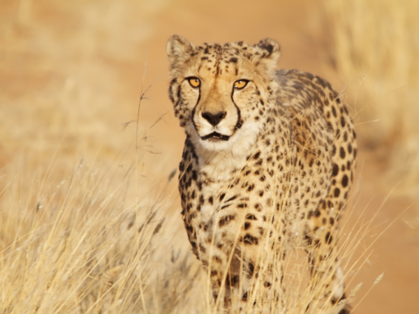Namibia-Gallery