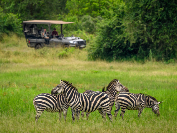 Zebras grazing during a safari with a dmc in Rwanda.