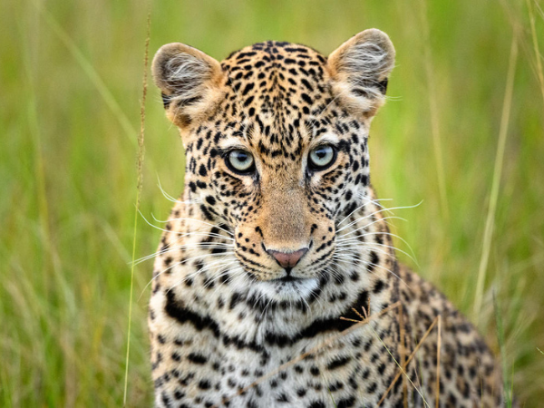 Leopard in the wild spotted with a dmc in Rwanda.