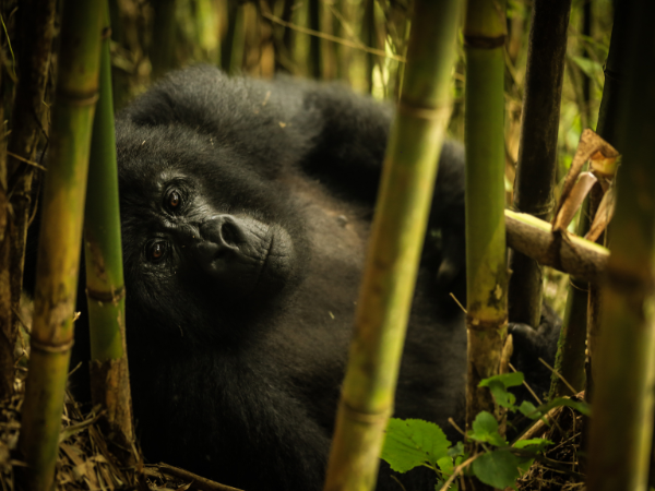 Gorilla resting in forest during a trek with a dmc in Rwanda.
