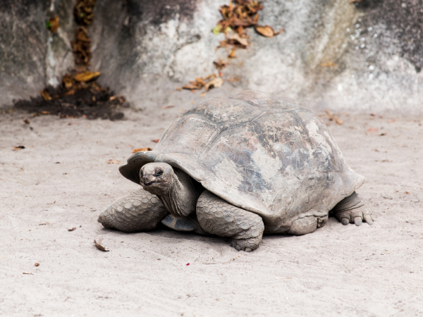 Seychelles-Gallery