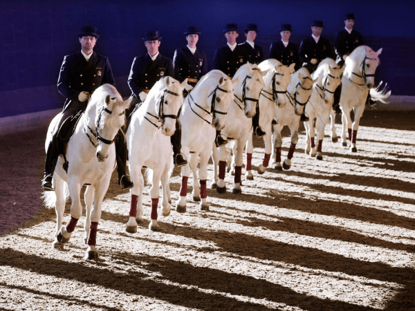 Elegant Lipizzaner horses in Slovenia, Slovenia DMC cultural experience