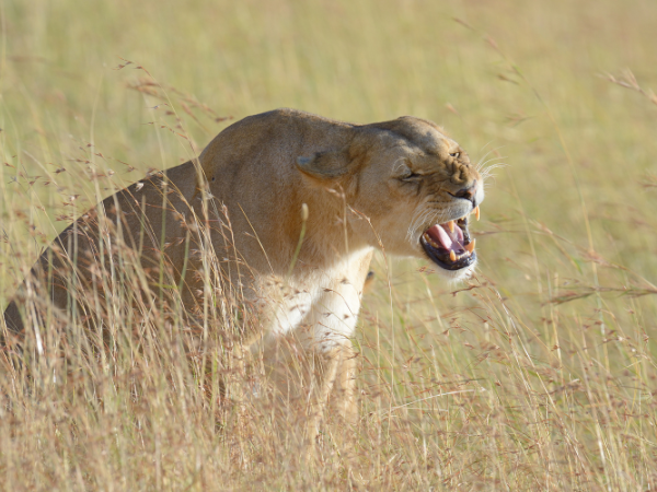 DMC in South Africa – Roaring lion in the wild grasslands.