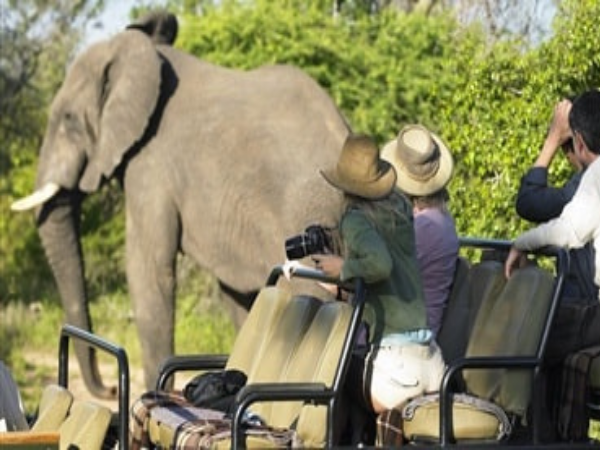 DMC in South Africa – Safari jeep tour with close-up elephant sighting.