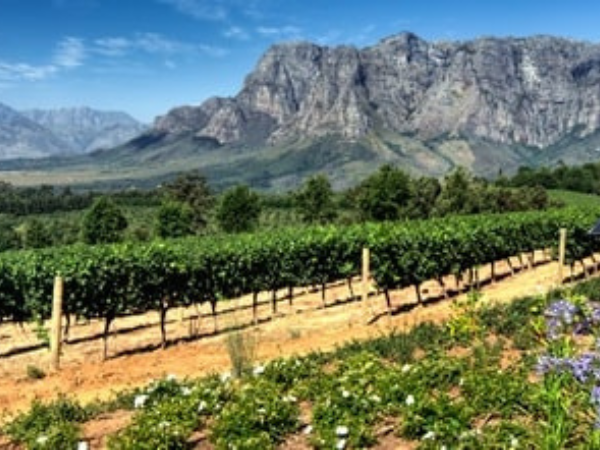 DMC in South Africa – Scenic vineyards with mountain backdrop.