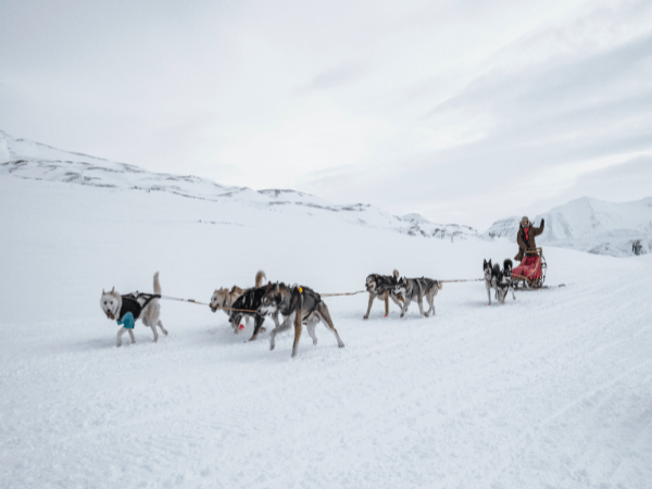 DMC in Sweden – Dog sledding adventure through snowy landscapes, a classic Nordic winter experience.