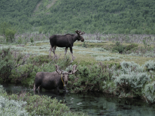 DMC in Sweden – Two moose strolling through a lush meadow with mountains in the background.