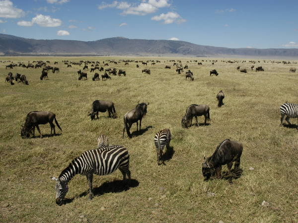Tanzania-Gallery