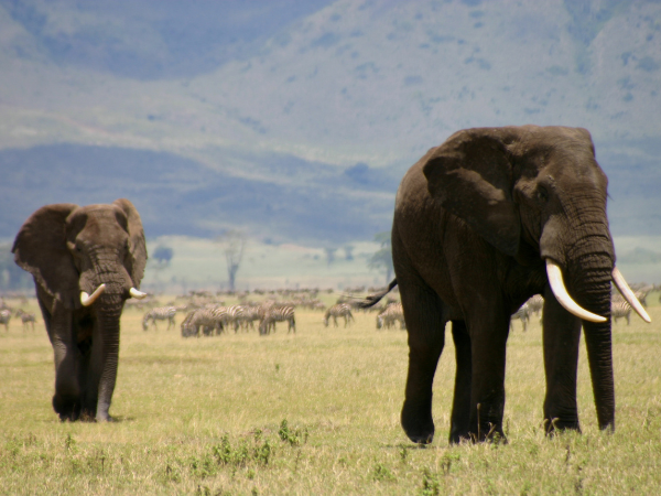 Tanzania-Gallery
