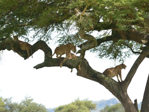 Tanzania-Gallery