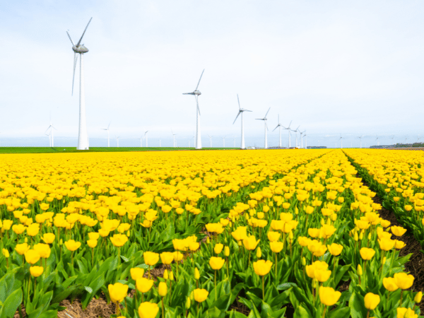 Yellow tulip fields with wind turbines arranged by sustainable DMC in Netherlands