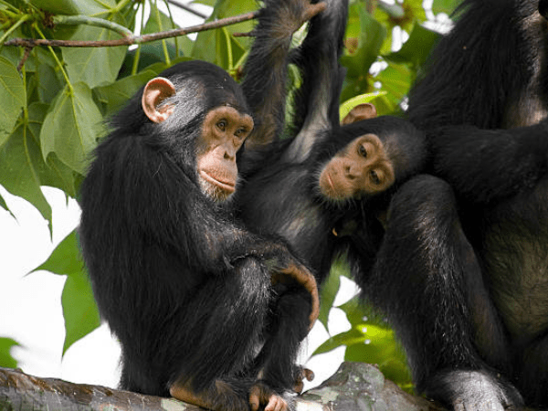 DMC in Uganda offers unforgettable chimpanzee trekking adventures in lush tropical forests.