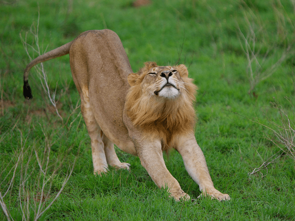 DMC in Uganda brings you up close to majestic wildlife like lions on authentic safaris.